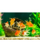 Peces