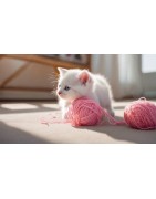 Gatos