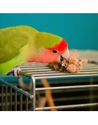 Pájaros